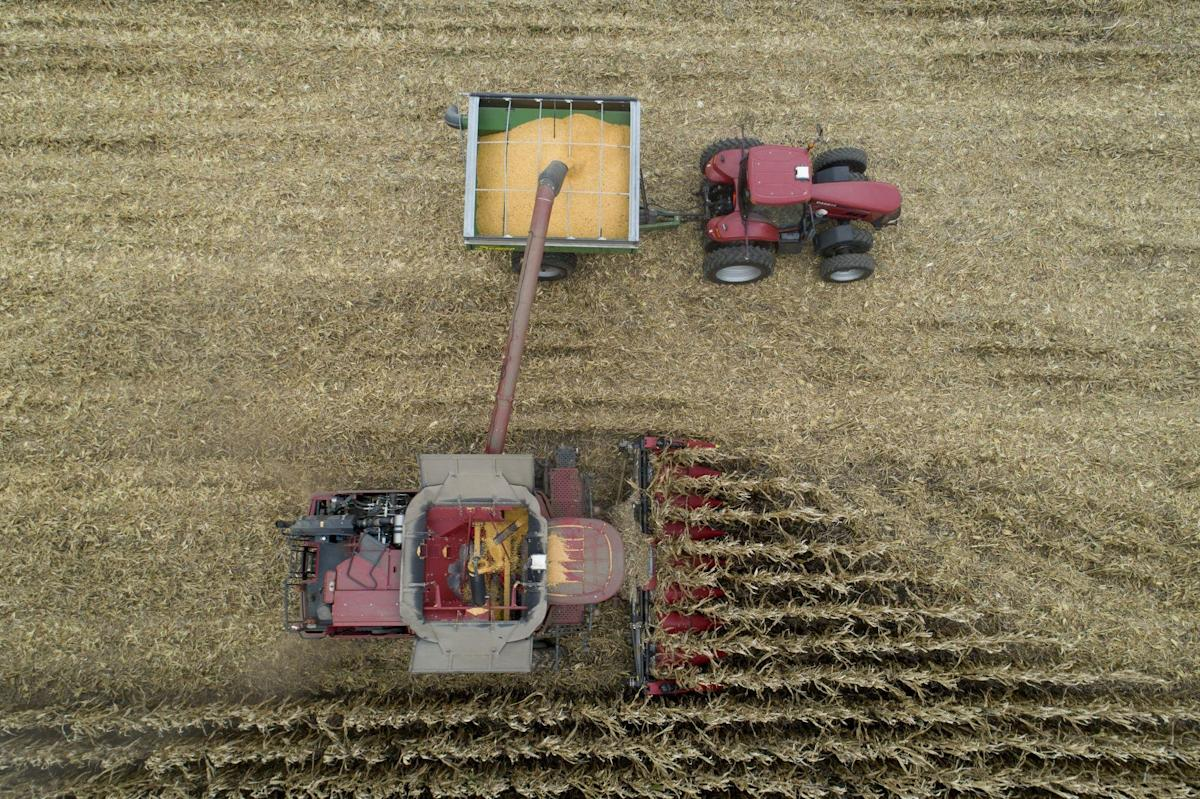 Corn Hits $8 a Bushel for First Time Since 2012 on Supply Woes