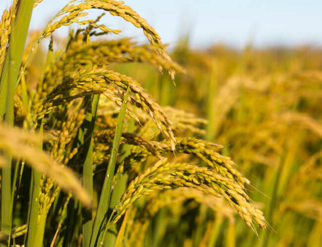 Indian Rice Industry Report, Rice Industry in India Analysis | Rice Milling  Machine Manufacturer